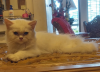 2 Persian Cat